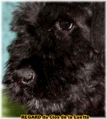 chiot bouvier des flandres SITE WEB ELEVAGE DU CLOS DE LA LUETTE SPECIALISE POUR LE BOUVIER DES FLANDRES ©